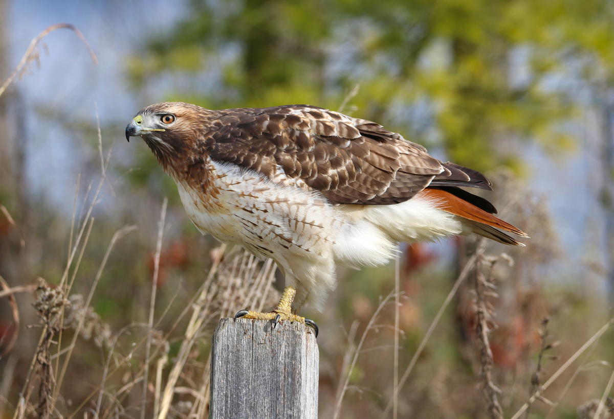 Red-tailed hawk perching